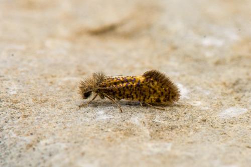 Dyseriocrania subpurpurella